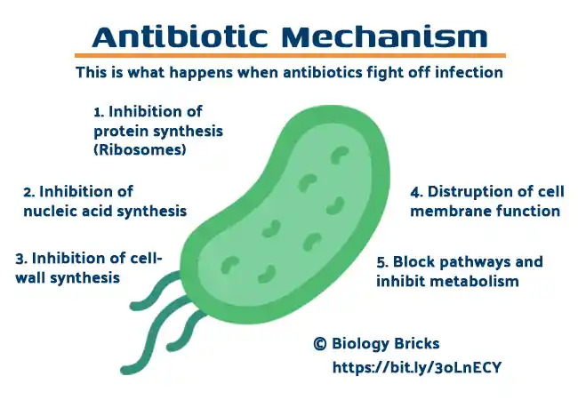 What an antibiotic does to bacteria