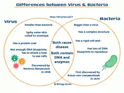 image showing the differences between viruses and bacteria