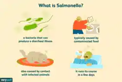 Salmonella infographic.