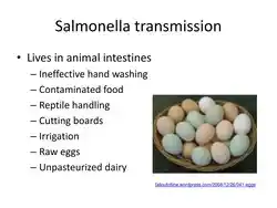 Transmission of salmonella.