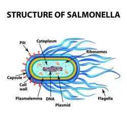 The structure of a salmonella cell.