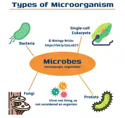 image showing the different types of microorganism