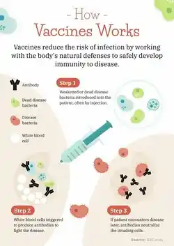 Infographic on how vaccines work