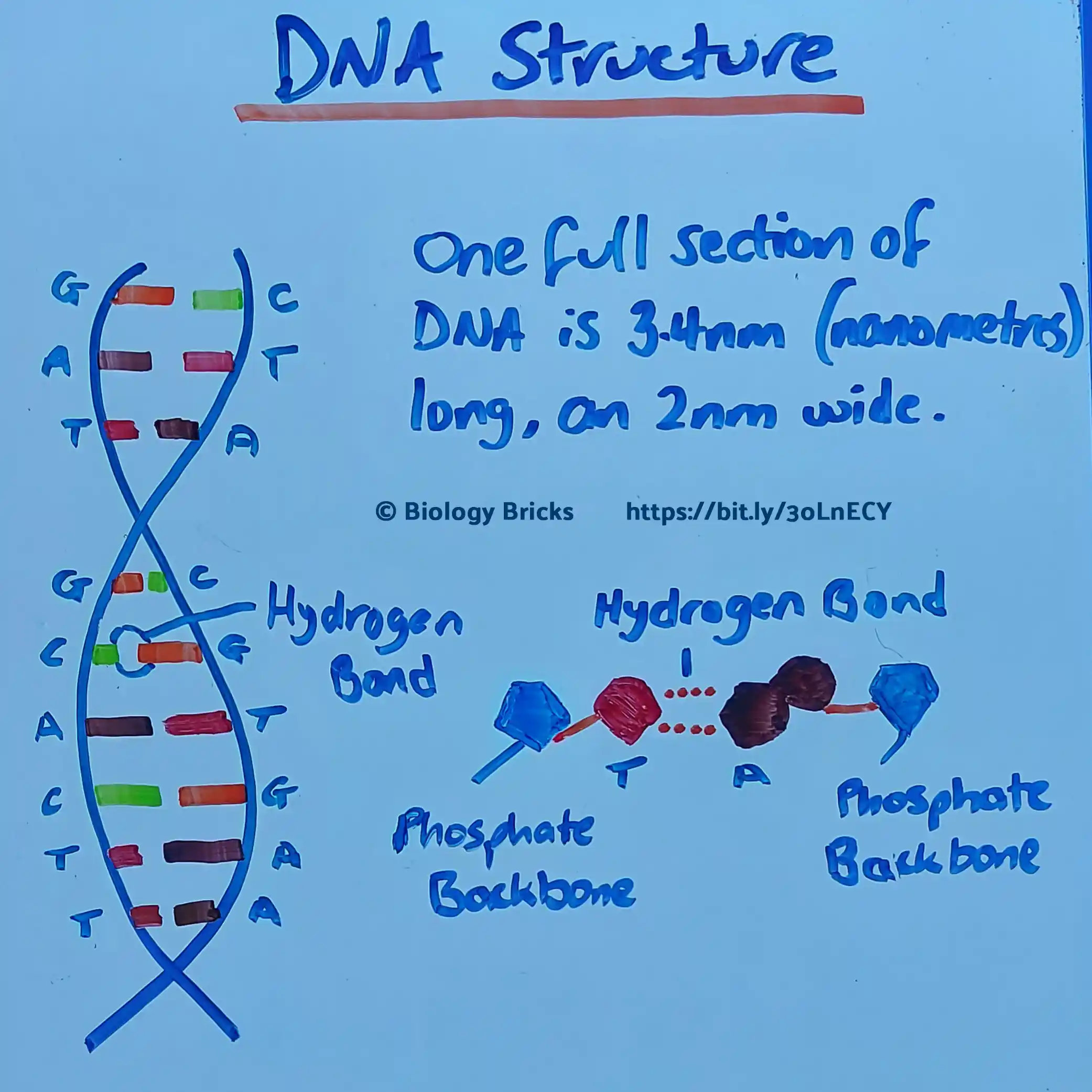 image showing the layout of a strand of DNA