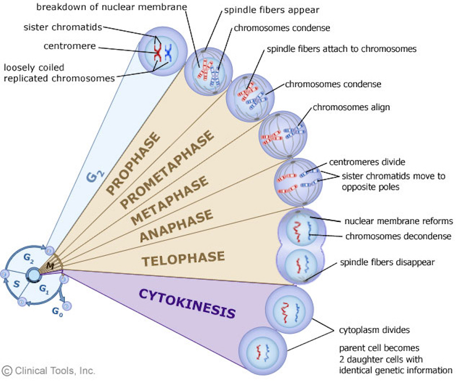 cell-reproduction-the-process-of-a-cell-making-another-cell-by-either