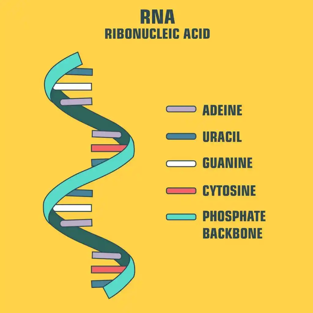 image showing the layout of a strand of RNA