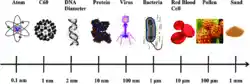 Comparison of different cells and other molecules