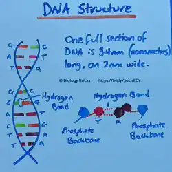 image showing the layout of a strand of DNA