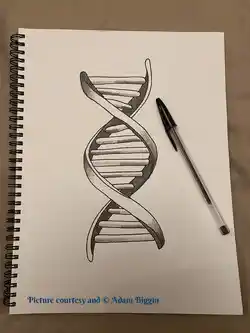 A DNA double helix. Picture courtesy of Adam Biggin.