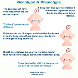 Image showing the different genotypes and phenotypes.