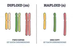 Haploid and Diploid alternative with explanation