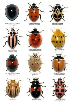 Differnt species of ladybirds due to variation.