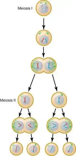 Alternative meiosis image.