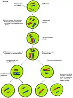 the process of meiosis, creating four haploid cells