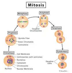 Alternative mitosis image.