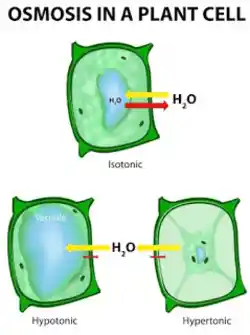 Osmosis in plants.