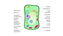 labelled plant cell