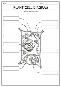 Unlabelled plant cell diagram.