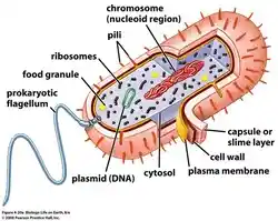 Diagram of a prokaryote cell, listing the components.