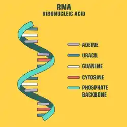 image showing the layout of a strand of RNA