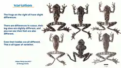 Image showing variation within species of frogs.