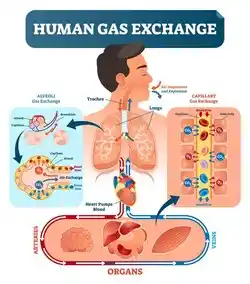 Ventilation works through gas exchanges in our breathing.