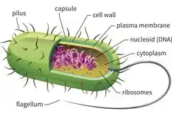 image of a bacteria cell