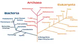 image of the three domains of life