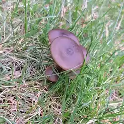 Simple fungus growing in a lawn