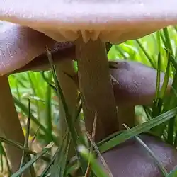 Closeup of the cap and gills underneath of a mushroom.