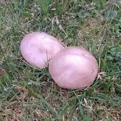 Different types of mushroom grow in the same areas.