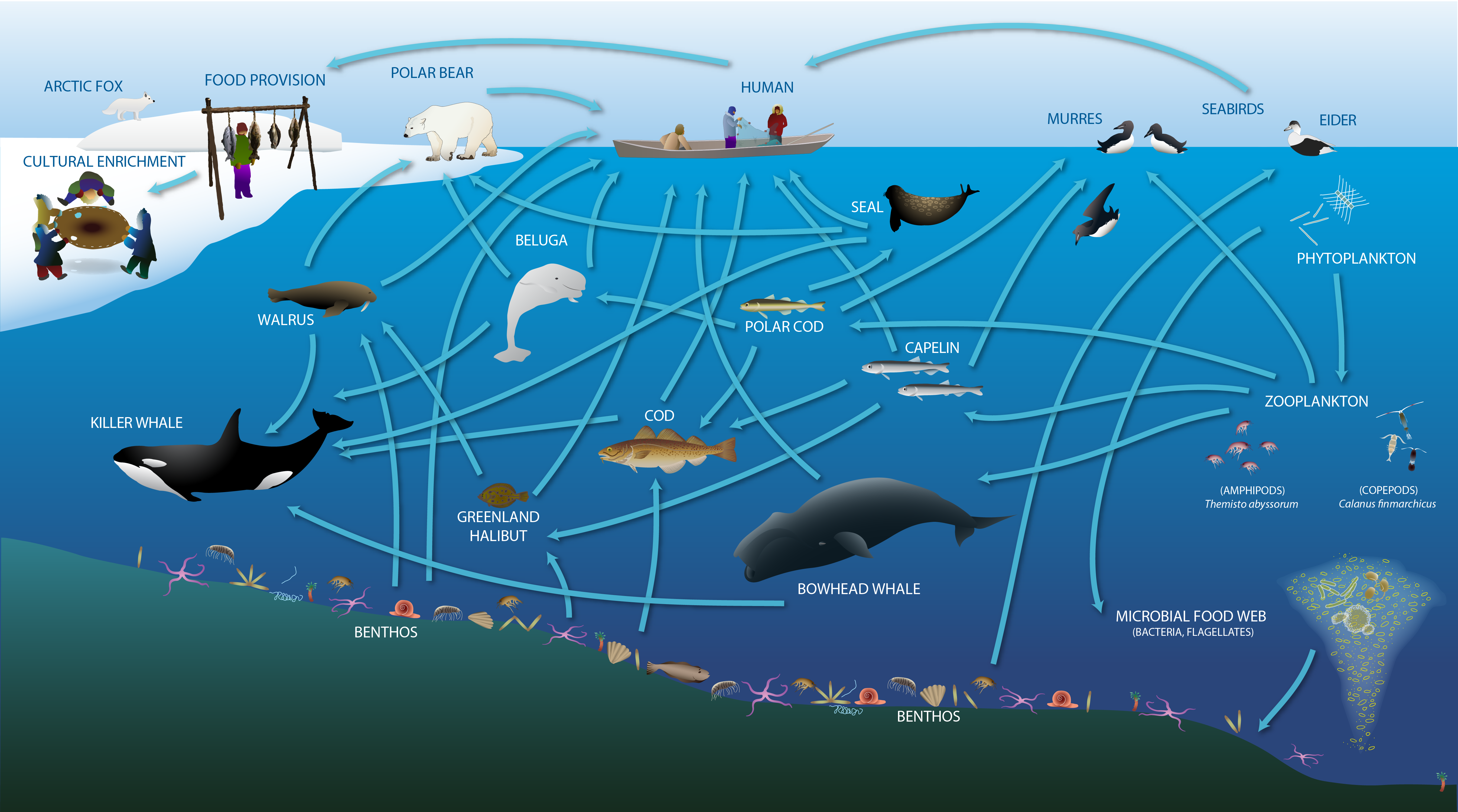 Arctic Food Web Diagram Ecosystems Food Web Ocean Foo - vrogue.co