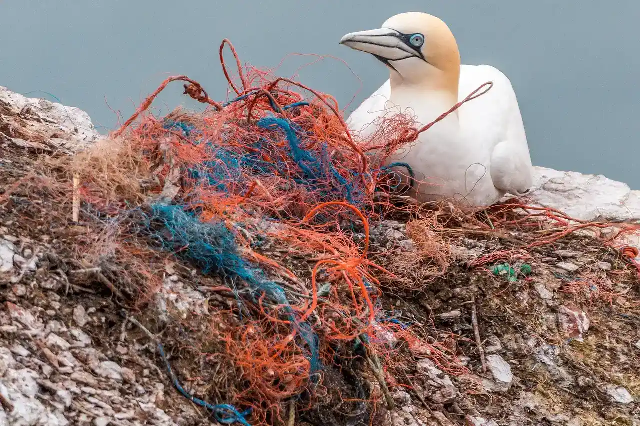 image of a safety net being used by a bird