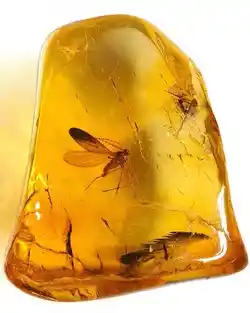 Amber preserves a mosquito when it hardens from tree sap.