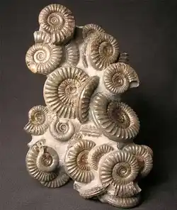 Ammonites, a common fossil type found along the coastline in the UK.