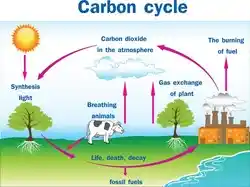 basic image of the carbon cycle