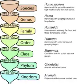 The classification system