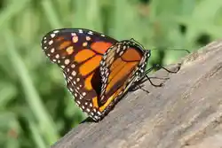 The Danaus plexippus butterfly