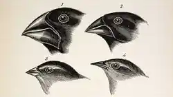 Charles Darwin's famous finch drawings that proved that there was evolution among species