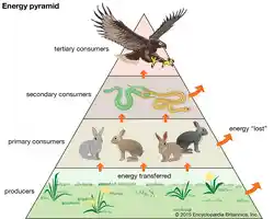 image showing how energy is gained or lost in a pyramid