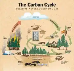 image of environmental impacts of the carbon cycle