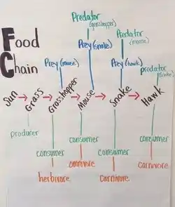 Image showing a representative food chain.