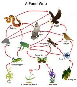 image showing a food web, signifying why competition happens