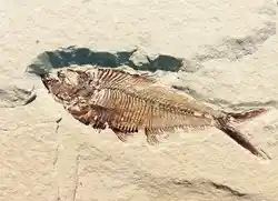 A typical fossil that is petrified.