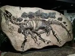 A stegosaurus fossil in the ground.