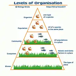 image of the levels of organisation within an ecosystem