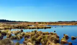 A typical moorland that has a peat bog