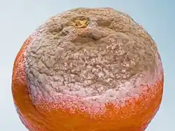 image of a mouldy orange.