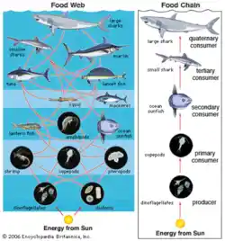 image of an oceanic food web