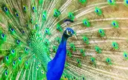 image of a peafowl showing its feathers